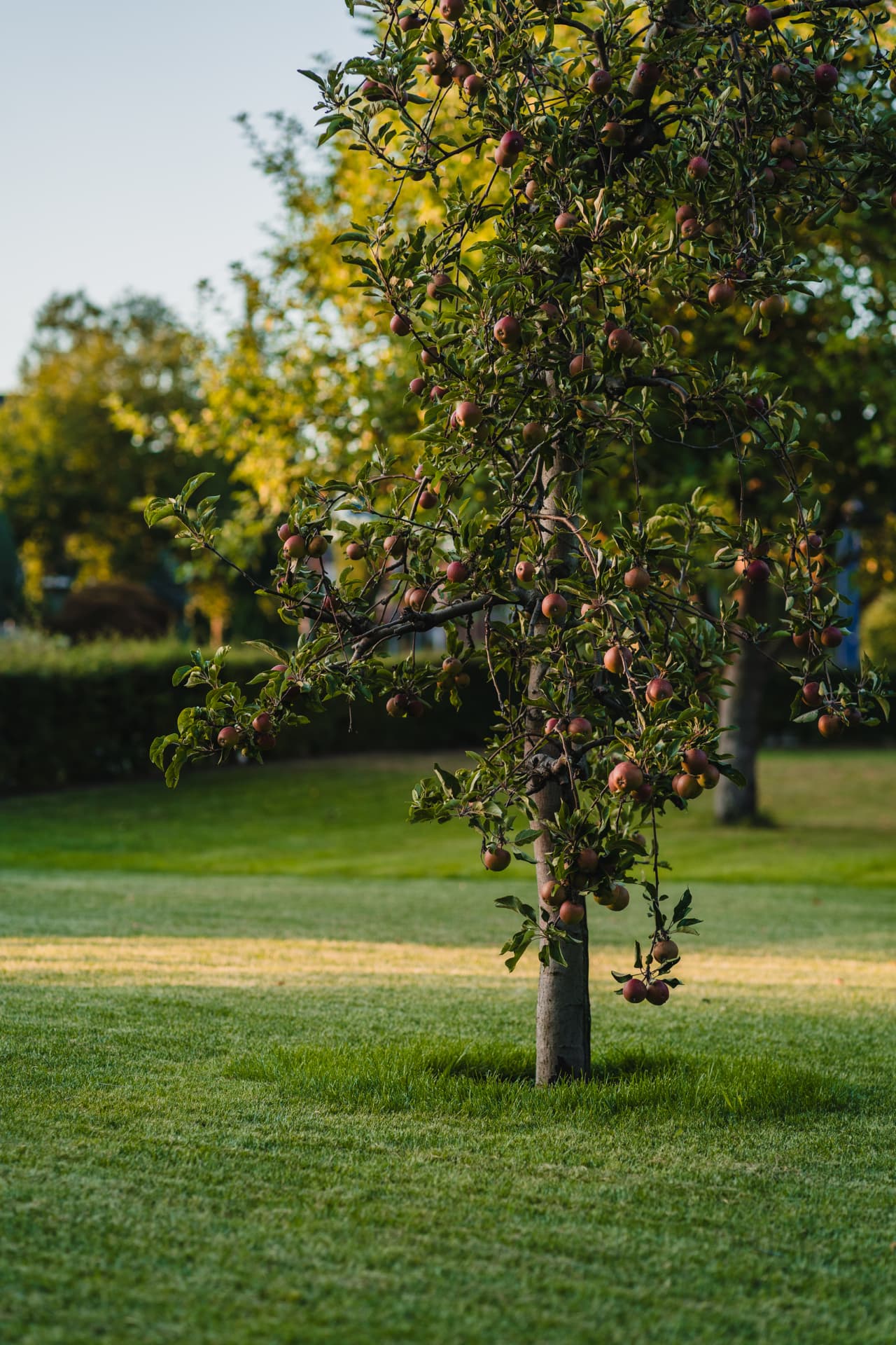 Appelboom vol fruit in de boomgaard naast de tuin